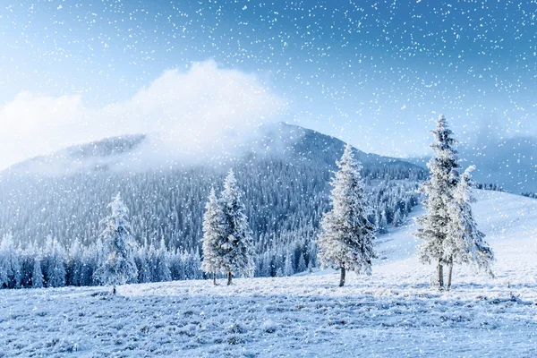 De boom van de winter in de sneeuw. Karpaten, Oekraïne, Europa. — Stockfoto