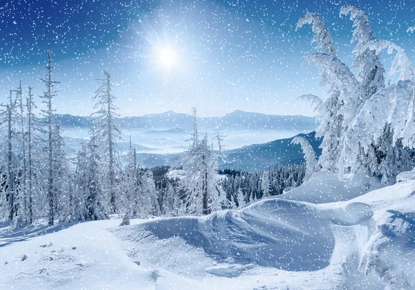 Kar kış ağaç. Karpat, Ukrayna, Europe. — Stok fotoğraf