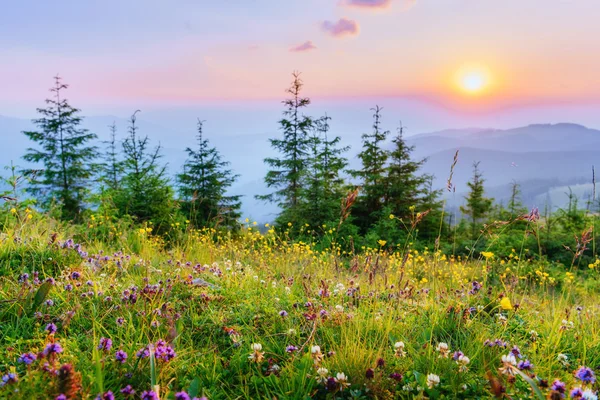 Полевые цветы в горах на закате — стоковое фото