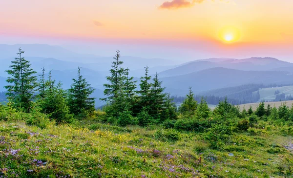 Villblomster i fjellene ved solnedgang – stockfoto