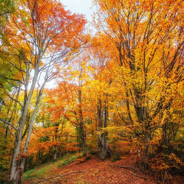 Лесная дорога осенью. Осенний пейзаж . — стоковое фото
