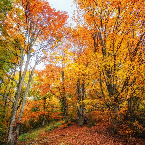 Forest Road no Outono. Outono Paisagem . — Fotografia de Stock