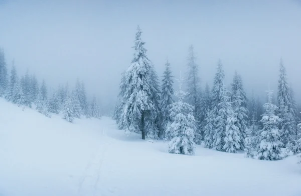 Árvores paisagem de inverno em geada e nevoeiro — Fotografia de Stock