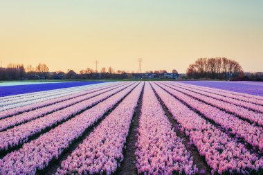 Alanları sümbül fantastik günbatımı üzerinde çiçek çiçeklenme. 