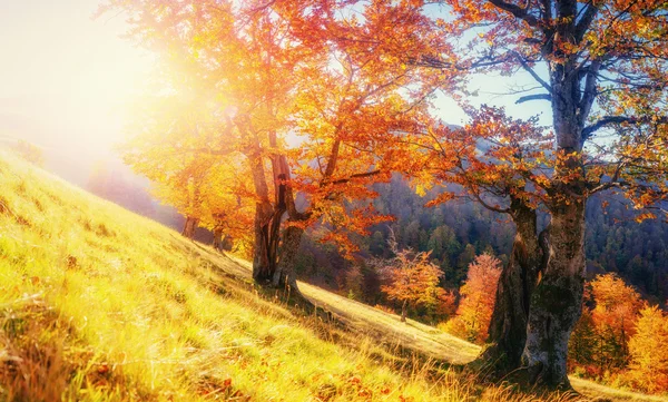 Pohoří v Karpatských horách v podzimní sezóně. — Stock fotografie