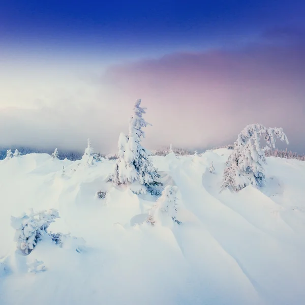 Traumhafte Winterlandschaft und Baum im Raureif. — Stockfoto