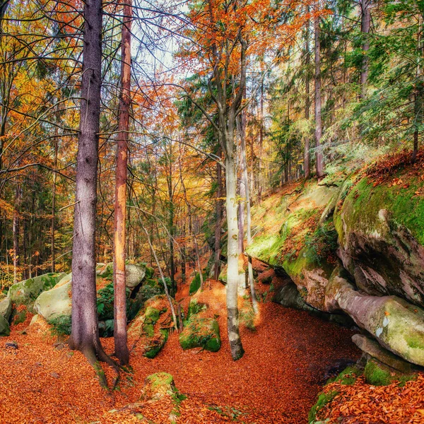 Pedra enorme na área da floresta . — Fotografia de Stock