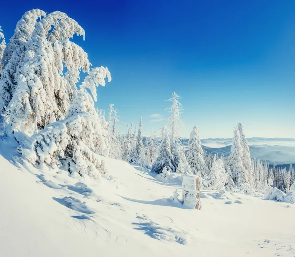 Traumhafte Winterlandschaft und Baum im Raureif. — Stockfoto