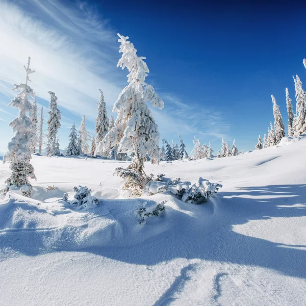 Fantastische winterlandschap en boom in rijm. — Stockfoto