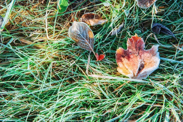 Folhas Outono Congeladas Grama Verde — Fotografia de Stock