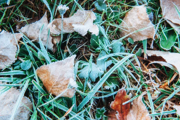 Mrożone Autumn Listowie Zielonej Trawie — Zdjęcie stockowe