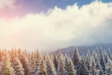 Sis ile Gizemli Kış manzara