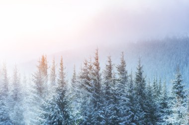 Kış manzarası güneş parlıyor. Dramatik kış sahne. 