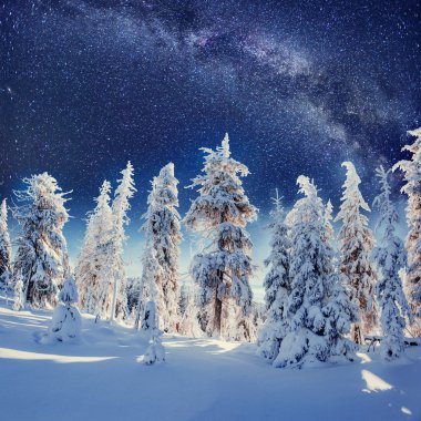 Kış ormanda süt uzay yolu. Karpatlar, Ukrayna, Europe