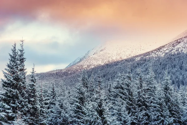 Winterlandschaft, die vom Sonnenlicht erleuchtet wird. Dramatische winterliche Szene. — Stockfoto
