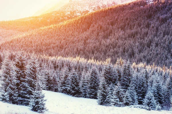 Winterlandschaft, die vom Sonnenlicht erleuchtet wird. Dramatische winterliche Szene. — Stockfoto