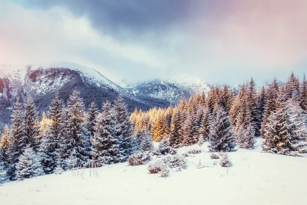 Загадочный зимний пейзаж с туманом — стоковое фото