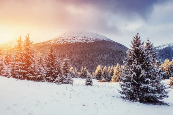 Tajemná zimní krajina s mlhou — Stock fotografie