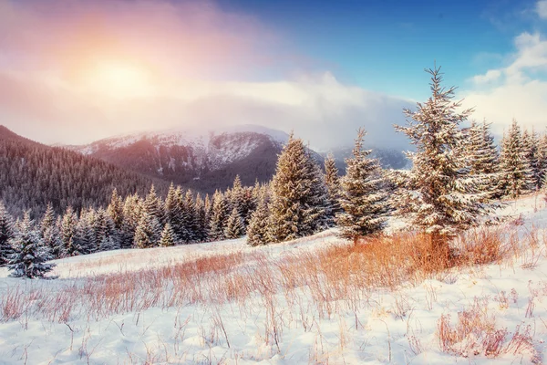 Mystérieux paysage hivernal avec brouillard — Photo