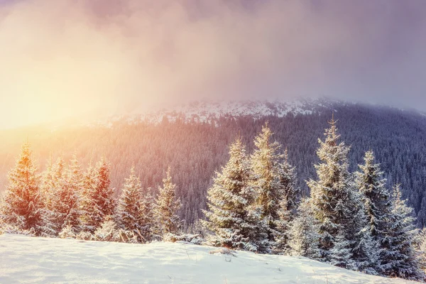 Paisagem misteriosa de Inverno com nevoeiro — Fotografia de Stock