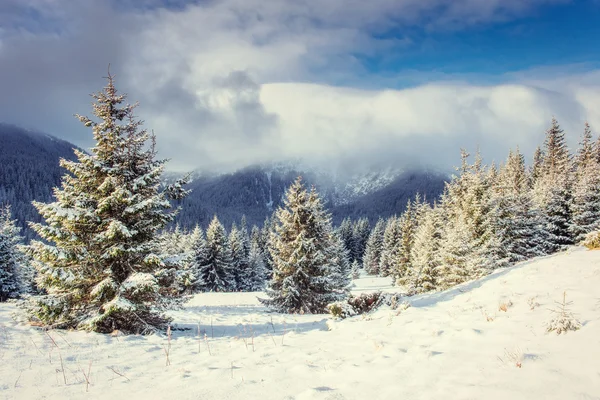 Geheimnisvolle Winterlandschaft mit Nebel — Stockfoto