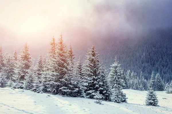 Geheimnisvolle Winterlandschaft majestätische Berge im Winter. — Stockfoto