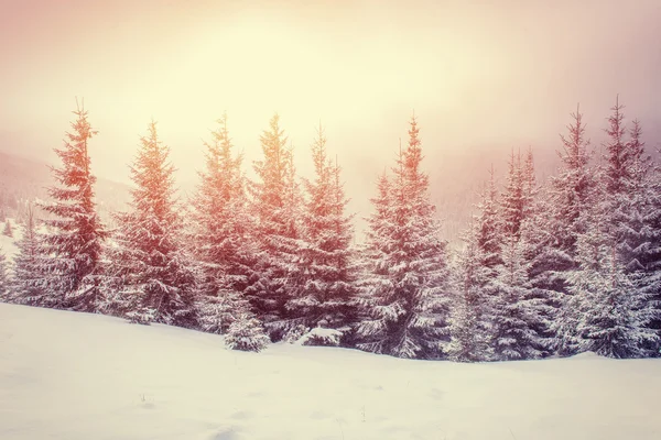 Geheimnisvolle Winterlandschaft majestätische Berge im Winter. — Stockfoto