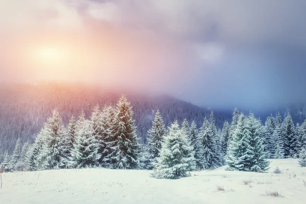 Paisagem misteriosa de Inverno com nevoeiro — Fotografia de Stock