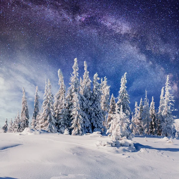 Dairy Star Trek nei boschi invernali. Carpazi, Ucraina — Foto Stock