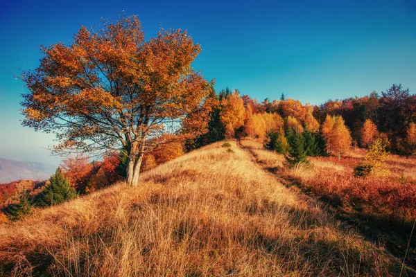 Skogsvägen i höst. Höstlandskap. — Stockfoto