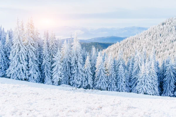 魔法の冬の雪には、ツリーが覆われています。カルパチア山脈の夕日. — ストック写真