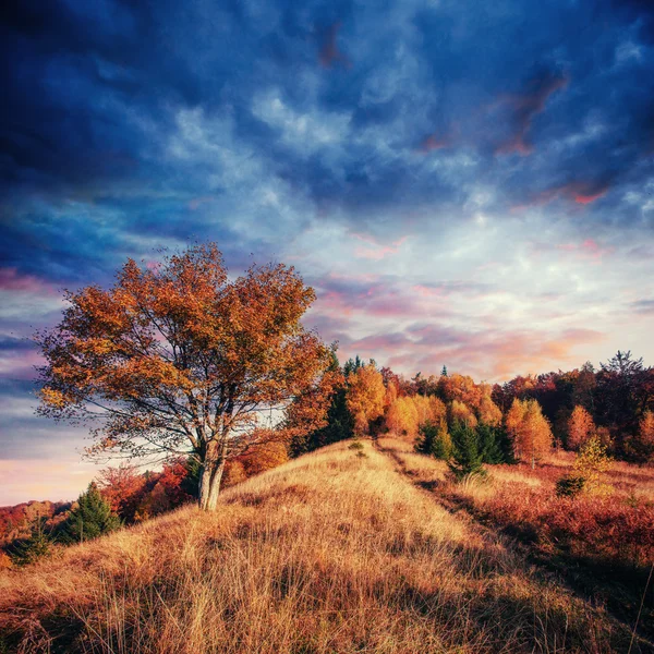 Callejón de otoño. Fantásticas nubes de cúmulos, cielo dramático. Puesta de sol . —  Fotos de Stock