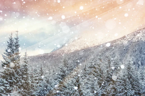 Magiczne zimowy krajobraz — Zdjęcie stockowe