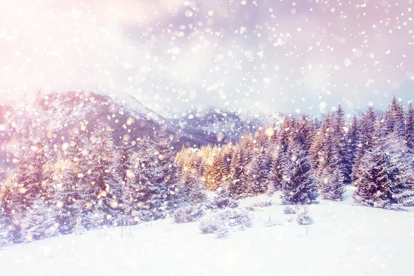 Paysage hivernal magique — Photo