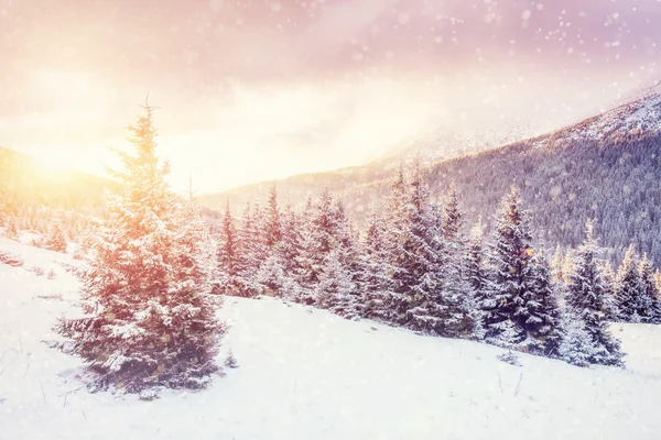 Paisagem mágica inverno — Fotografia de Stock