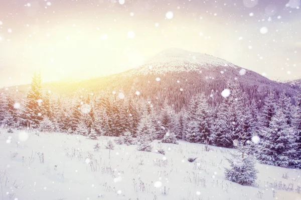 Magiczne zimowy krajobraz — Zdjęcie stockowe