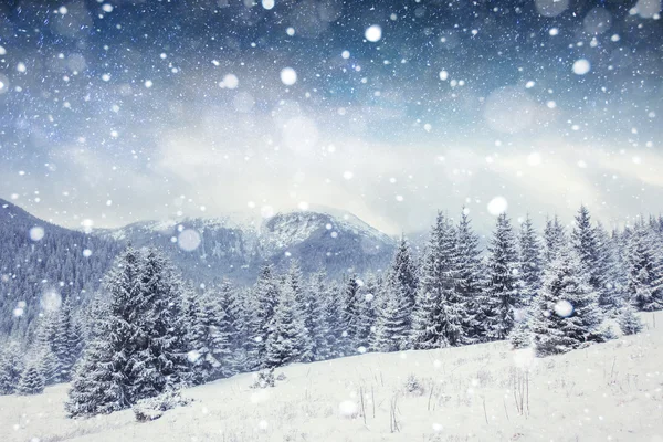 Gwiaździste niebo w nocy zima śnieg. Karpaty, Ukrainy, Europy — Zdjęcie stockowe