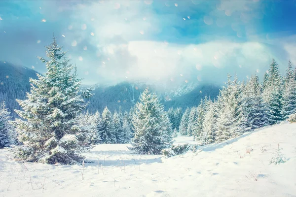 Vinterlandskap glödande av solljus. Dramatiska vintrig scen. — Stockfoto