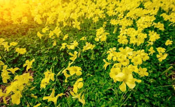 Frühling Gelbe Blüten Mit Grünen Blättern — Stockfoto