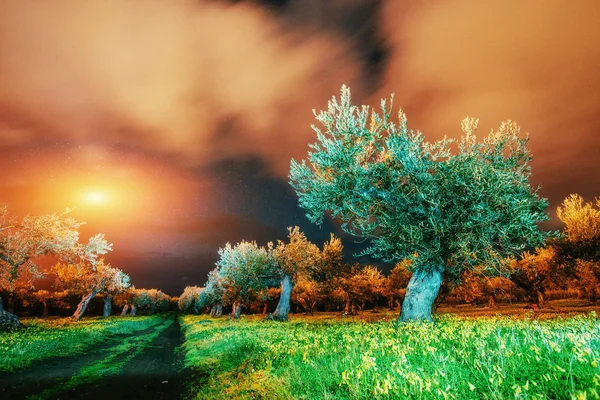 Fantastische Aussicht Auf Den Garten Und Den Sternenhimmel Durch Die — Stockfoto