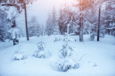 Ukrayna'nın dağlarda fantastik kış peyzaj. Tatil beklentisiyle. Karpat. Europe.
