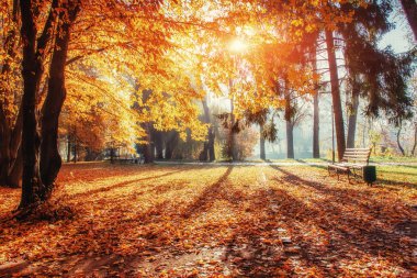 Büyük taş orman alanında. Fantastik güneşli bir günde sonbahar orman. Sonbahar manzara. Ukrayna, Europe