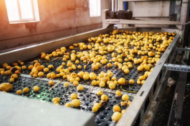 Ambalaj için hazırlanan bir Konveyör bant üzerine temizlenmiş patates