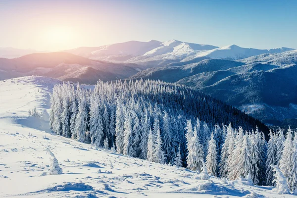 Fantástico Paisaje Invernal Las Montañas Ucrania Previsión Las Vacaciones Cárpatos —  Fotos de Stock