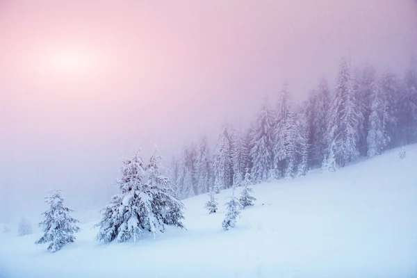 Winterlandschaftsbäume Bei Frost Und Nebel — Stockfoto