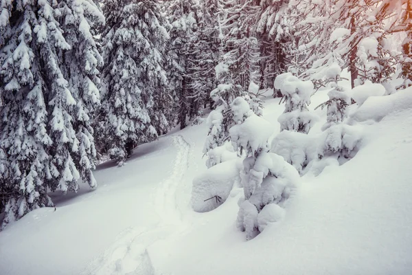 Winter Weg Karpaten Oekraïne Europa — Stockfoto