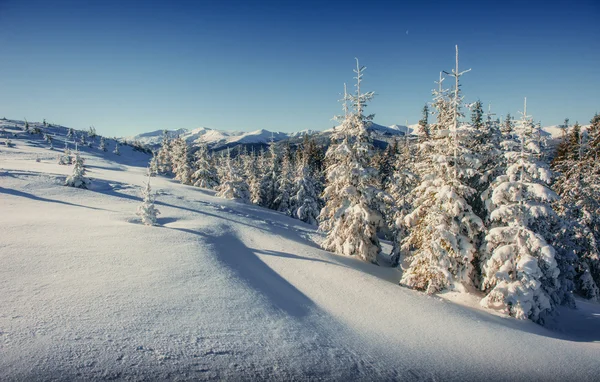 Fantastická Zimní Krajina Horách Ukrajině Očekávání Svátku Karpatské Evropa — Stock fotografie