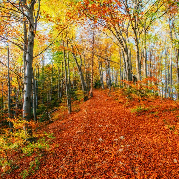 Лесная Дорога Осенью Осенний Пейзаж Украина Европа — стоковое фото