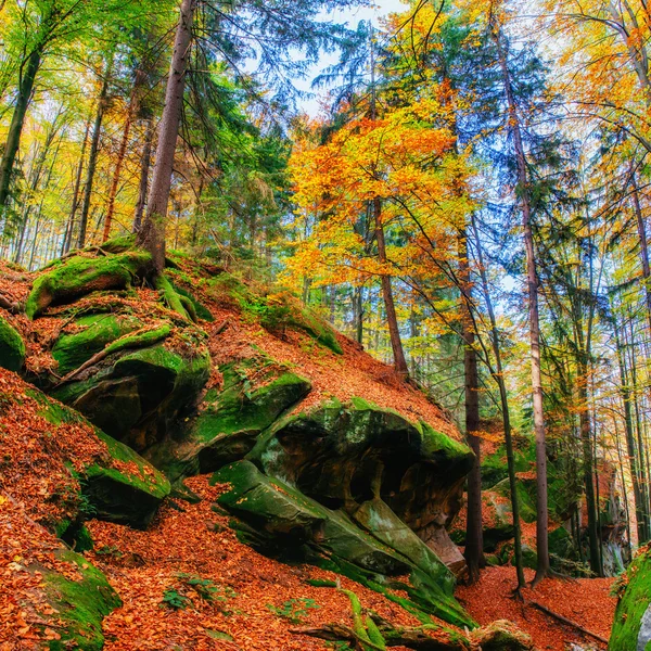 Огромный Камень Лесу Солнечный День Осеннем Лесу Осенний Пейзаж Украина — стоковое фото
