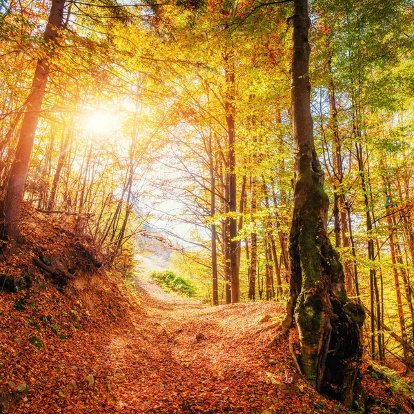 Stor Sten Skogsområdet Fantastisk Solig Dag Höst Skog Hösten Landskap — Stockfoto